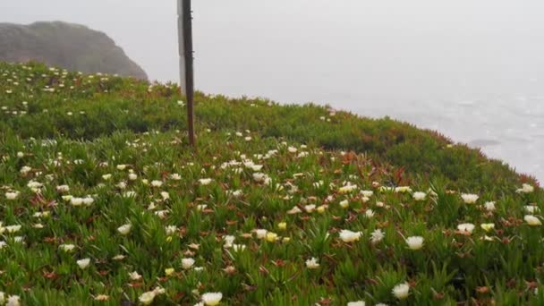 Cámara Panorámica Una Montaña Cubierta Flores Blancas Con Océano Fondo — Vídeo de stock