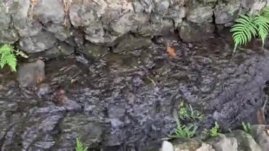 Kayaların arasından akan küçük bir dere