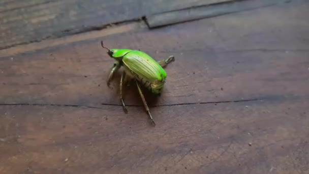 Pequeño Escarabajo Verde Herido Moviéndose Sobre Una Mesa Madera — Vídeos de Stock