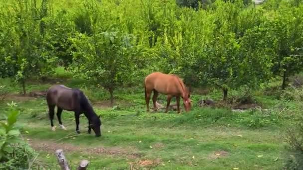 Коричневая Черная Лошадь Спокойно Наслаждается Трапезой — стоковое видео
