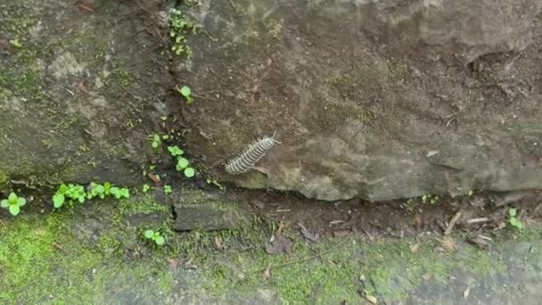 Kleiner Und Niedlicher Grüner Tausendfüßer Klettert Auf Einen Felsen — Stockvideo