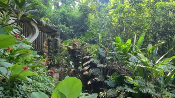Wunderschöne Bauwerke Von Edward Mitten Mexikanischen Dschungel — Stockvideo