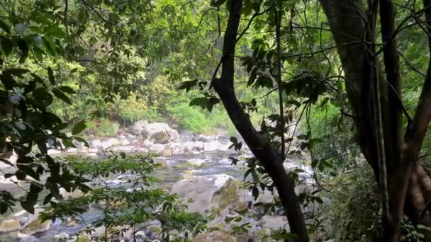 Persona Escondida Detrás Árboles Observando Río — Vídeos de Stock
