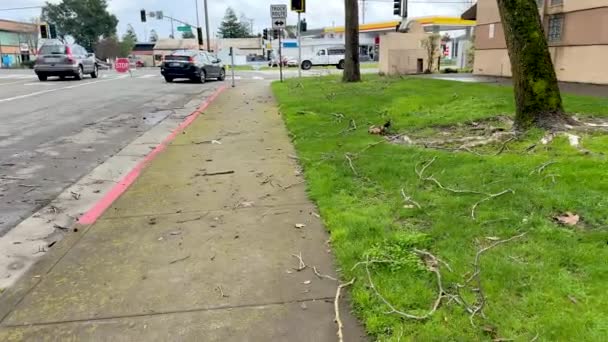 흩어진 가지와 파편은 공원에서 잔디를 폭풍의 통로의 — 비디오