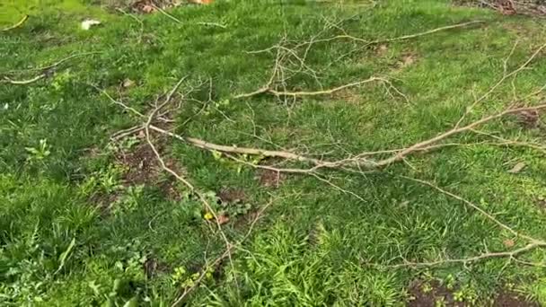 Зеленое Травянистое Поле Покрытое Разбросанными Ветвями Обломками — стоковое видео