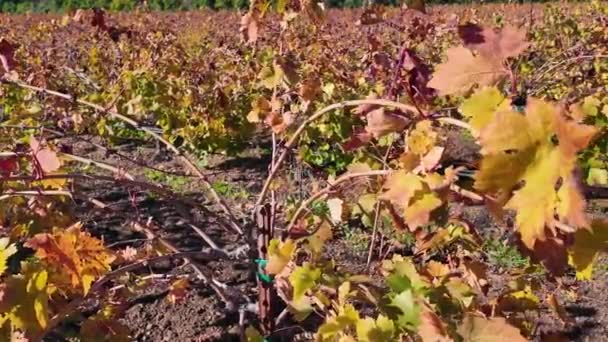 Kameralne Szczegóły Winnicy Jesienią Pokazując Tętniące Życiem Jesienne Liście Winorośle — Wideo stockowe