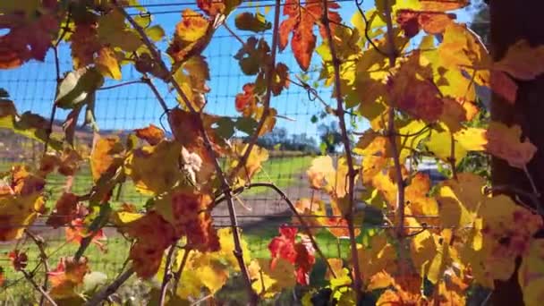 Slunečné Podzimní Listy Zářivých Odstínech Žluté Červené Klidnou Vinohradní Krajinou — Stock video