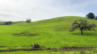 Issız ahşap bir bank, yemyeşil bir tepedeki yalnız bir ağacın altında, huzur dolu bir yalnızlık hissi uyandırıyor.