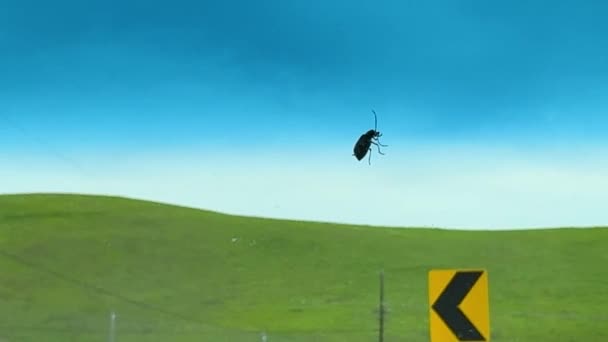 Nahaufnahme Eines Käfers Auf Einer Windschutzscheibe Mit Einem Sattgrünen Hügel — Stockvideo