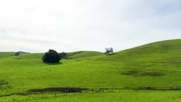 Paesaggio Verde Vibrante Con Dolci Colline Punteggiate Alberi Sotto Soffice — Video Stock
