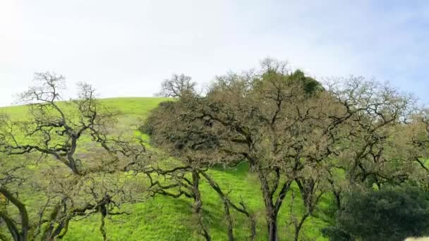 前方绿叶茂密的树木把眼睛引向阳光普照的小山 展现出春天果园的丰满气派 — 图库视频影像