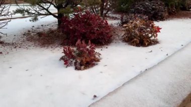 Ağaçların ve çalıların olduğu karlı bir bahçe, arka planda bir bina var. Çekim, sakin kış atmosferini ve karla kaplı bitkilerin güzelliğini yakalıyor..