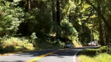 Ağaçların arasından süzülen güneş ışığıyla dolu verimli bir ormanın içinden geçen dolambaçlı bir yol güzel ve sakin bir sürüş deneyimi yaratıyor..