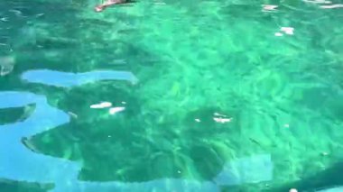 Yalnız bir deniz aslanı kristal berrak mavi suda zarafetle süzülür. Işıldayan yüzey güneş ışığını yansıtıyor, sakin ve sakin bir okyanus manzarası yaratıyor..