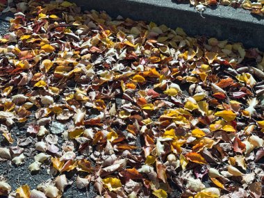 Sarı, turuncu ve kahverengi tonlarda düşmüş sonbahar yapraklarından oluşan zengin bir koleksiyon asfalt bir yüzeye yayıldı. Mevsimsel geçiş ve doğal dokuların özünü yakalar..