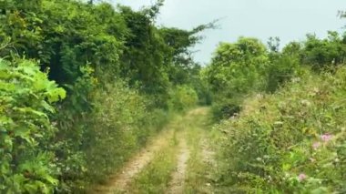 Yoğun yeşilliklerle çevrili kıvrımlı bir yol, uzanan ağaçlar ve mavi gökyüzünü gösteren yemyeşil bir ormanın içinden geçiyor..