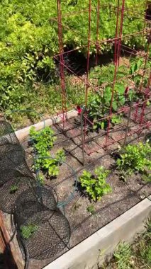 Parlak güneş ışığı altında dikey bitki desteği için yapraklı sebzeler ve kırmızı tel trellislerle yetiştirilmiş bir bahçe..