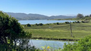 Sulak arazi ve durgun sularla dolu sakin bir manzara Marshall yakınlarındaki körfezin kenarında uzak yeşil tepelerle desteklenir..