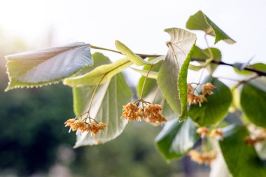 View of linden tree. The tree is known as linden for the European species, and basswood for North American species. In Britain and Ireland they are commonly called lime trees.