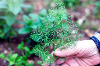 Woman is holding some fresh dill in the garden. Dill (Anethum graveolens) is an annual herb in the celery family Apiaceae. It is the only species in the genus Anethum.