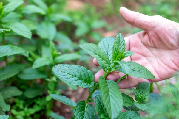 Woman is holding some fresh spearmint in the garden. It, also known as garden mint, common mint, lamb mint and mackerel, is a species of mint, Mentha spicata native to Europe and temperate Asia.