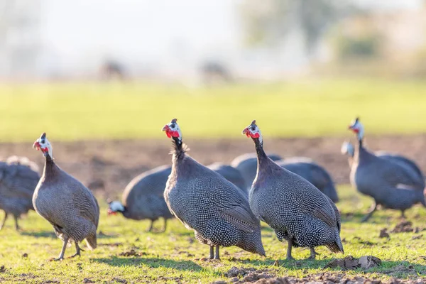 View of the guinea fowls (hen) or iran fowls. Domestic guineafowl, sometimes called pintades, pearl hen, or gleanies, are poultry originating from Africa.
