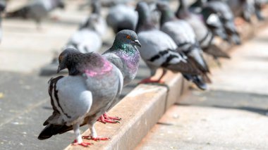 The pigeon (Columbidae) is standing on the floor in the street. In English, the smaller species tend to be called doves and the larger ones pigeons. Doves and pigeons build relatively flimsy nests. Pigeons on the street clipart