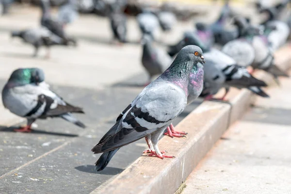 stock image The pigeon (Columbidae) is standing on the floor in the street. In English, the smaller species tend to be called doves and the larger ones pigeons. Doves and pigeons build relatively flimsy nests. Pigeons on the street