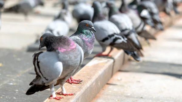 stock image The pigeon (Columbidae) is standing on the floor in the street. In English, the smaller species tend to be called doves and the larger ones pigeons. Doves and pigeons build relatively flimsy nests. Pigeons on the street