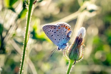 Blues, Coppers, Hairstreaks & Hasatçı / Gossamer Kanatlı Kelebekler. Açıklama: Bu kalabalık aile sayısı açısından bir aile türüdür. Bir çiçeğin üzerindeki kelebek