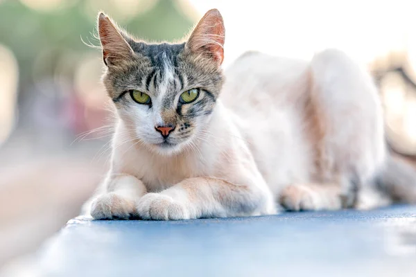 stock image The stray or feral cat on the sidewalk. Feral cats often live outdoors in colonies in locations where they can access food and shelter. Cute cat on the street