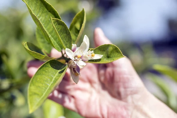 The woman is holding to the orange blossom (flower) on the branch of the orange tree. The orange (Citrus orange) is a species of small evergreen tree in the flowering plant family Rutaceae.