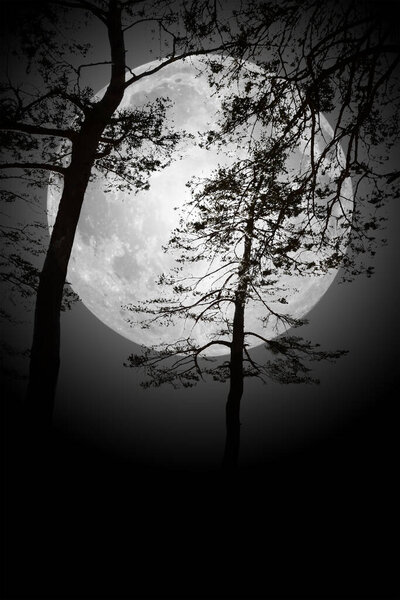Earth, moon, trees and ecological environment. Beautiful night landscape. tree with black and white