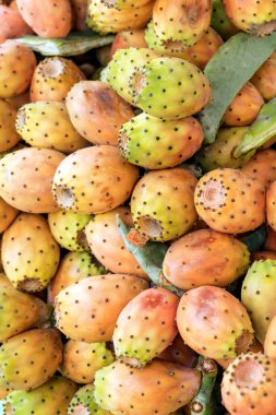 Opuntia ficus-indica 'nın (dikenli armut) yakın görüntüsü. Meyveleri arasında Hint inciri, barbar incir, kaktüs armudu ve omurgasız kaktüs bulunur. Bitkiler üç farklı renkte çiçek açarlar: beyaz, sarı ve kırmızı..