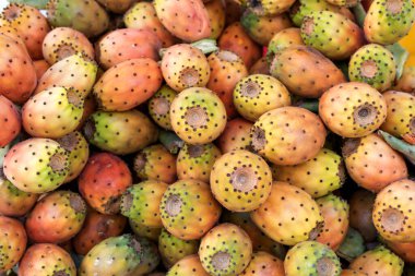 Opuntia incir ağacının arka planı (dikenli armut, Hint inciri opuntia, barbar incir, kaktüs armudu ve omurgasız kaktüs). Fig opuntia öncelikle bir meyve mahsulü olarak yetiştirilir ve ayrıca sebze göçebeleri ve diğer kullanım alanları için de kullanılır..