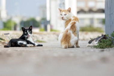 Vahşi kediler birlikte dinleniyor. Vahşi kediler çoğu zaman koloniler halinde yaşarlar. Genellikle yiyecek kaynakları ve barınakların yakınında, tek bir bölgede yaşayan vahşi kedi grupları..