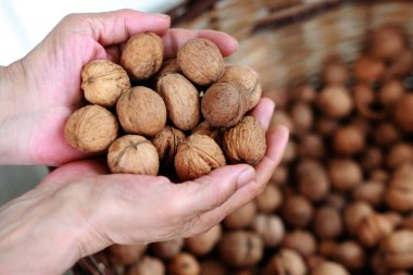 Avucundaki cevizlere yakından bak. Kabuksuz cevizler% 4 su,% 15 protein,% 65 yağ ve% 14 karbonhidrattır. 100 gramlık bir referansta.