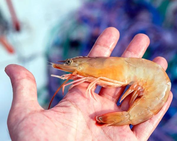 Large Prawn Jumbo Shrimp North America Term Used Less Frequently — Stock Photo, Image