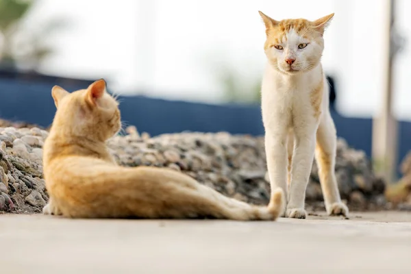 Yellow Feral Stray Cat Looking Angry Another Yellow Cat Older — Stock Photo, Image