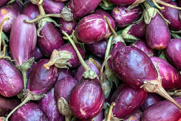 Background Eggplants Eggplant Australia Aubergine Brinjal Plant Species Nightshade Family — Stock Photo, Image
