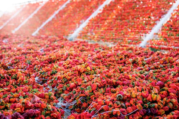 Lot Red Peppers Natural Drying Stringing Hanging Method Sun Gaziantep — Stock fotografie