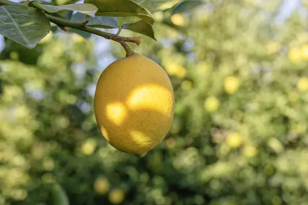 Yellow Meyer Lemon Branch Hybrid Citrus Fruit Native China Lemon — Stock Photo, Image
