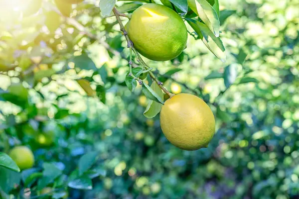 Yellow Green Meyer Lemons Branch Hybrid Citrus Fruit Native China — Stock Photo, Image