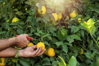 Limon hasat eden çiftçi. Çin 'e özgü melez bir narenciye meyvesi. Bu bir limon değil, onun yerine bir sitron ve bir mandarin pomelo melezi arasındaki bir çapraz.