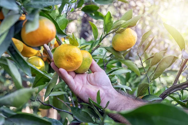 Farmer holding mandarin orange branch. The mandarin orange (Citrus reticulata), also known as mandarin or mandarine, is a small, rounded citrus tree fruit. Man picking mandarin orange in the garden in the sun.