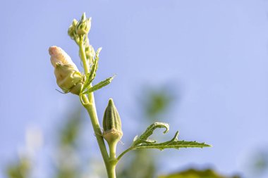 Bahçede çiçek açan okra manzarası. Okra abelmoschus esculentus, bazı İngilizce konuşan ülkelerde 