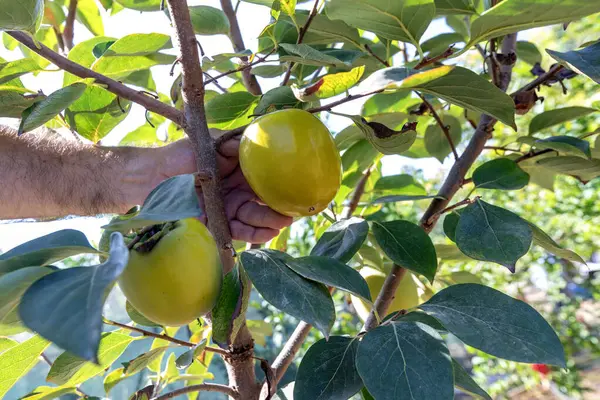 Vista Diospyros Virginiana Frutas Verdes Uma Espécie Cáqui Comumente Chamado — Fotografia de Stock