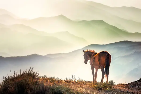 Konie Wzgórzu Dziki Koń Wolny Koń Udomowionego Stada Jako Taki Obrazek Stockowy