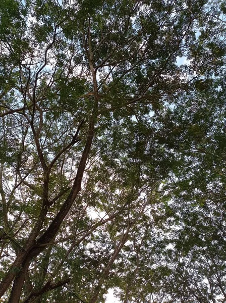 Duże Drzewo Liściaste Błękitne Niebo — Zdjęcie stockowe