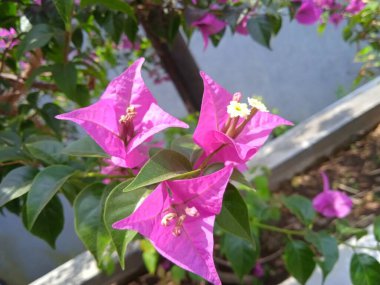 Pembe çiçekler bahçede yetişir.